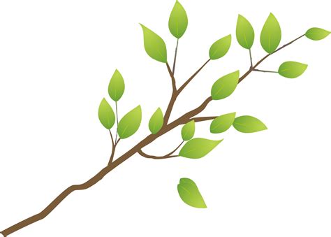 Branch.