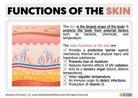 Skin.