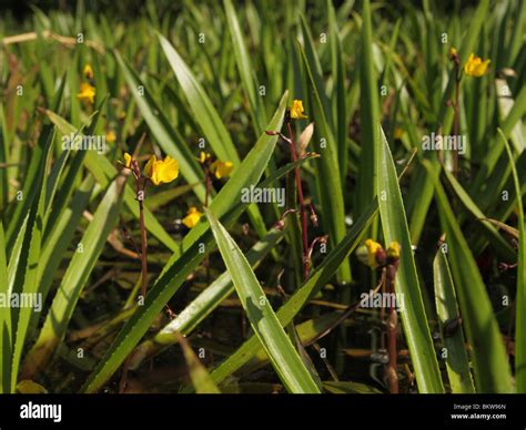 plant.sloot