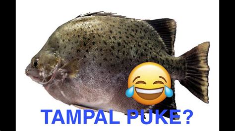 tampalpuke