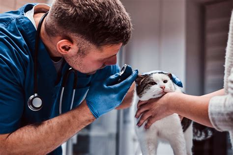 veterinarians