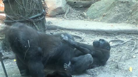 zoopor